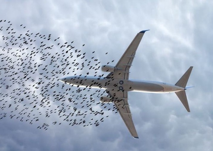 Кто в небе хозяин? Орнитологическая безопасность полетов в Сибири